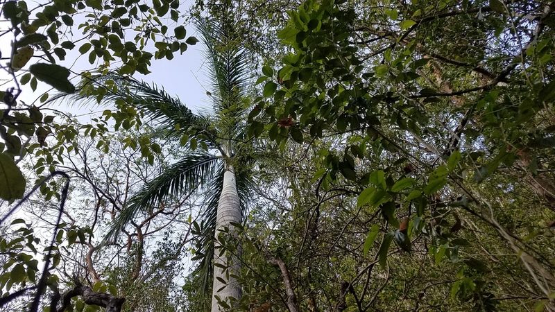 Pseudophoenix vinifera, photographed by Yolanda M. Leon