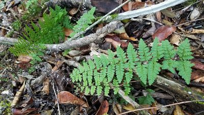 Myriopteris microphylla, photographed by Yolanda M. Leon