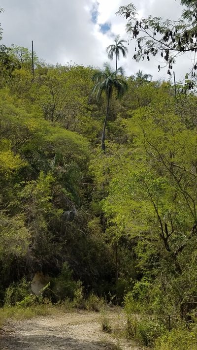 Pseudophoenix vinifera, photographed by Yolanda M. Leon