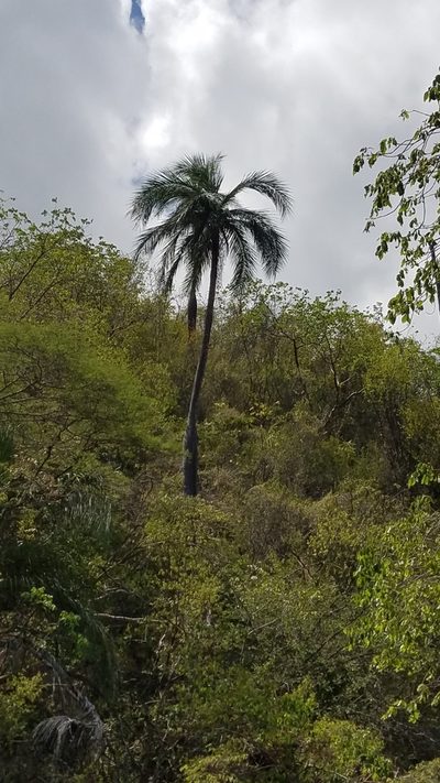 Pseudophoenix vinifera, photographed by Yolanda M. Leon