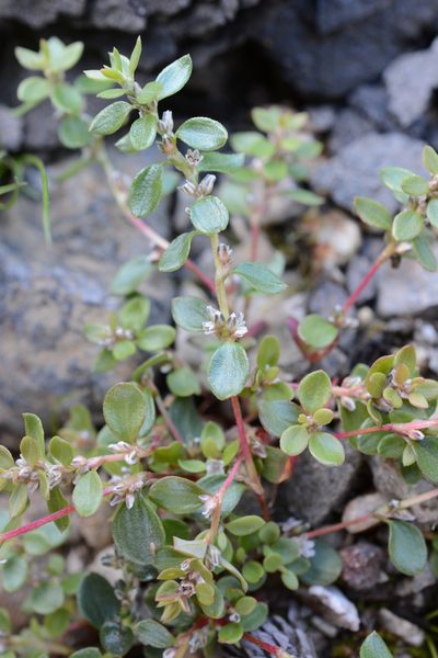 Polygonum minimum, photographed by Alison Northup