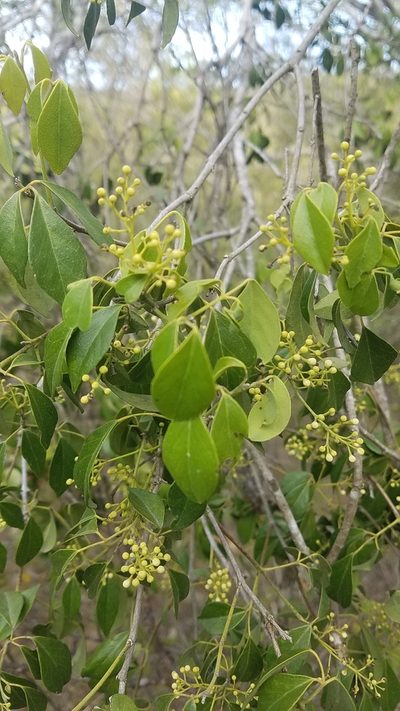 Amyris granulata, photographed by Yolanda M. Leon
