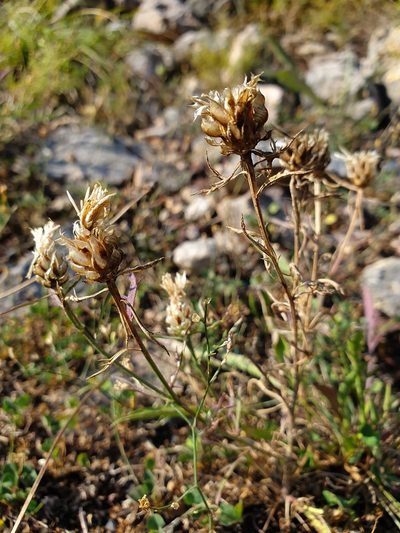 Centaurea alba, photographed by Michael D. Pirie