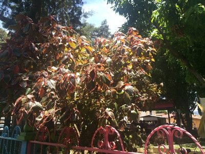Acalypha wilkesiana, photographed by geralg