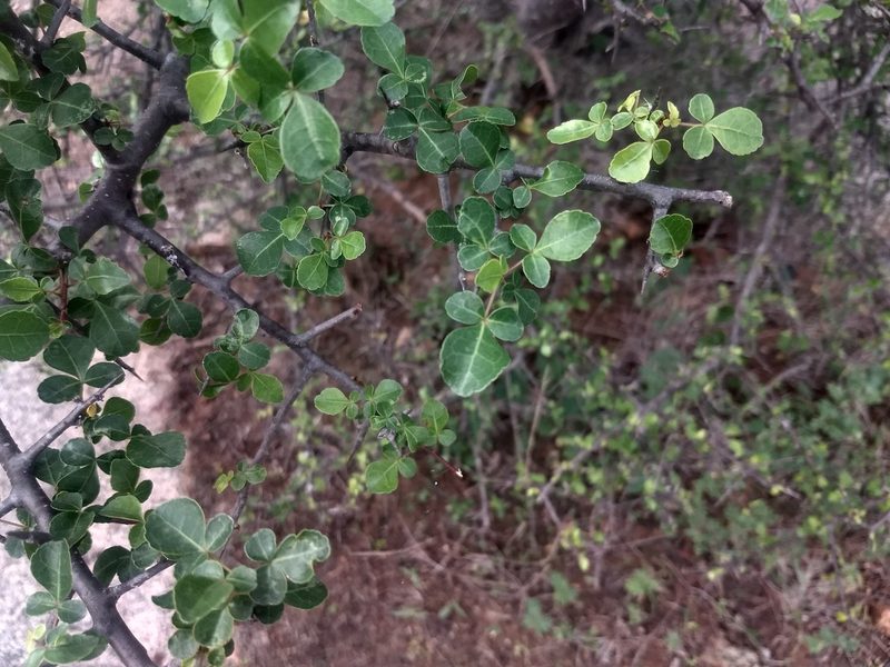 Commiphora berryi, photographed by P Jeganathan