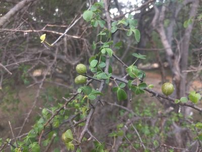 Commiphora berryi, photographed by P Jeganathan