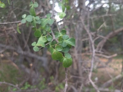 Commiphora berryi, photographed by P Jeganathan