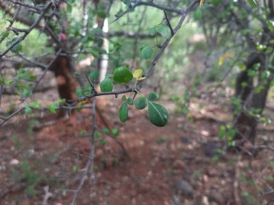Commiphora berryi, photographed by P Jeganathan