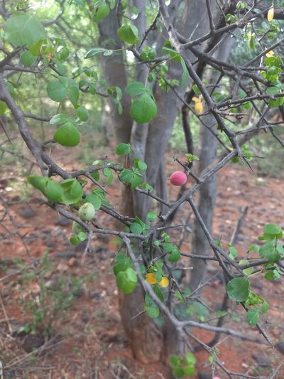Commiphora berryi, photographed by P Jeganathan