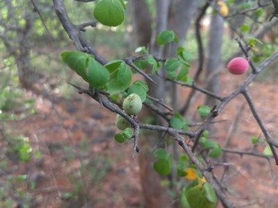 Commiphora berryi, photographed by P Jeganathan
