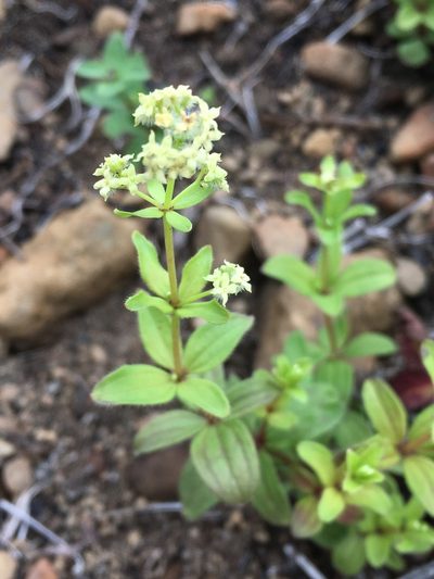 Trichogalium oreganum, photographed by Matt Berger