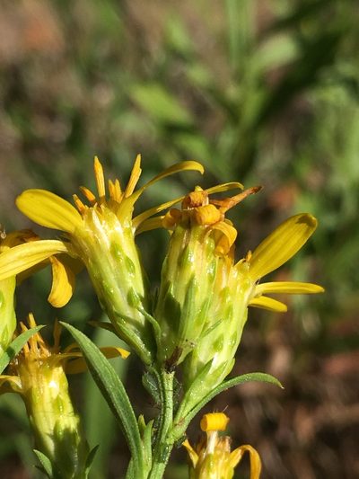 Columbiadoria hallii, photographed by Matt Berger