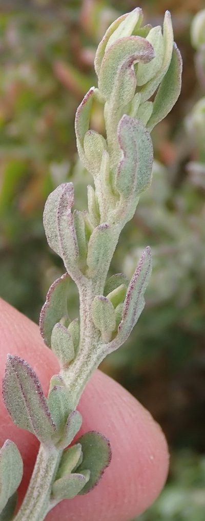 Exomis microphylla, photographed by Nicola van Berkel