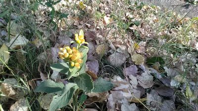 Inula thapsoides, photographed by Михаил Орлов