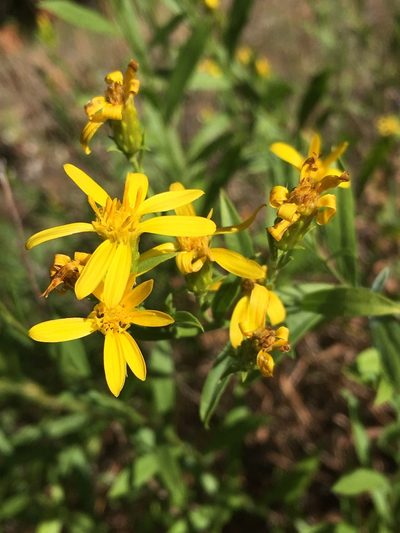 Columbiadoria hallii, photographed by Matt Berger