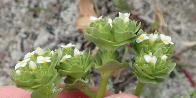 Sebaea minutiflora, photographed by Nicola van Berkel