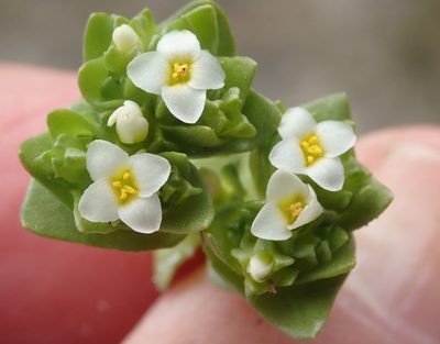 Sebaea minutiflora, photographed by Nicola van Berkel