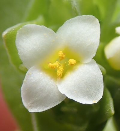 Sebaea minutiflora, photographed by Nicola van Berkel