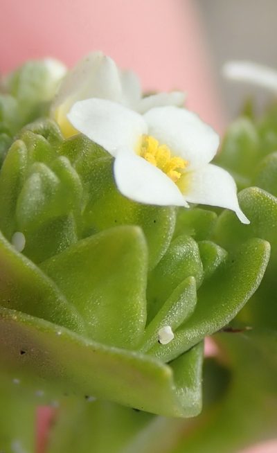 Sebaea minutiflora, photographed by Nicola van Berkel