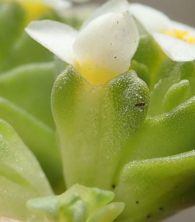 Sebaea minutiflora, photographed by Nicola van Berkel