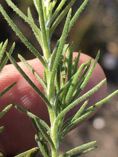 Gibbaria scabra, photographed by Dave U