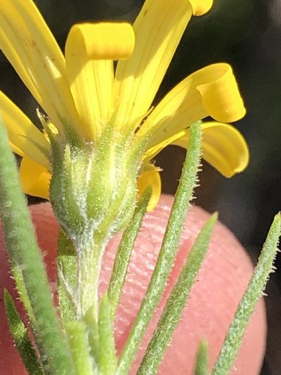 Gibbaria scabra, photographed by Dave U