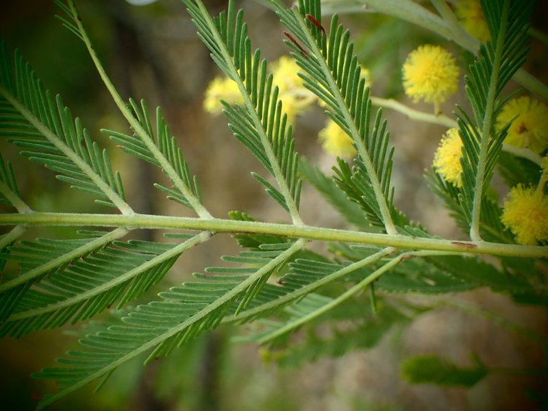 Acacia filicifolia, photographed by ronavery