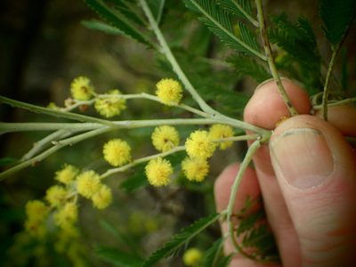 Acacia filicifolia, photographed by ronavery