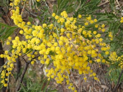 Acacia filicifolia, photographed by ronavery