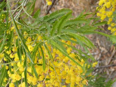 Acacia filicifolia, photographed by ronavery