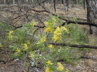 Acacia filicifolia, photographed by ronavery