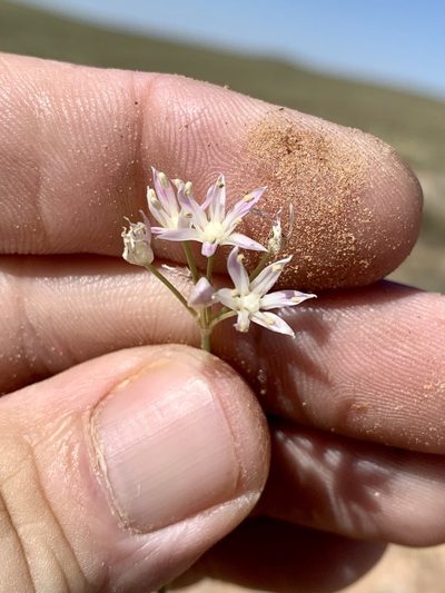 Allium longifolium, photographed by CK2AZ