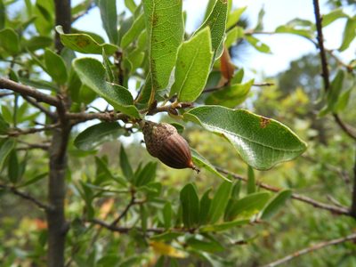 Quercus saltillensis, photographed by Leticia Jiménez Hernández
