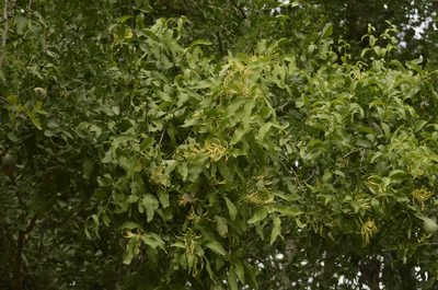 Dendrophthoe falcata, photographed by P Jeganathan