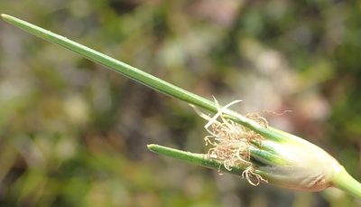Ficinia echinata, photographed by Nicola van Berkel