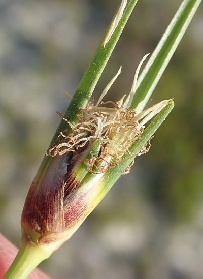 Ficinia echinata, photographed by Nicola van Berkel