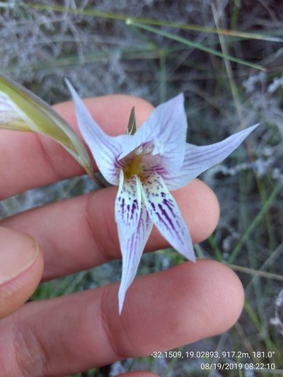 Gladiolus violaceolineatus, photographed by Seth Musker