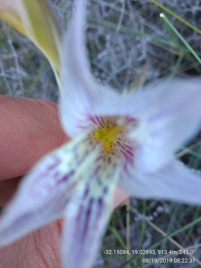 Gladiolus violaceolineatus, photographed by Seth Musker