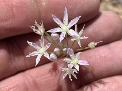 Allium longifolium, photographed by CK2AZ