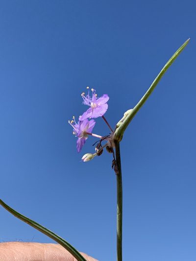 Tradescantia wrightii, photographed by CK2AZ