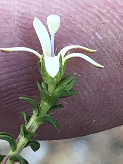 Wahlenbergia neorigida, photographed by Dave U