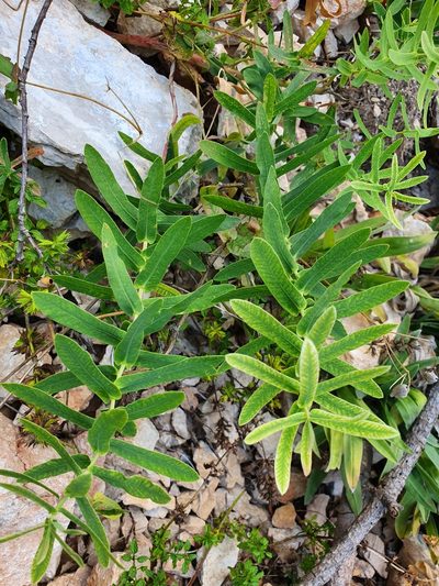 Euphorbia agraria, photographed by Michael D. Pirie