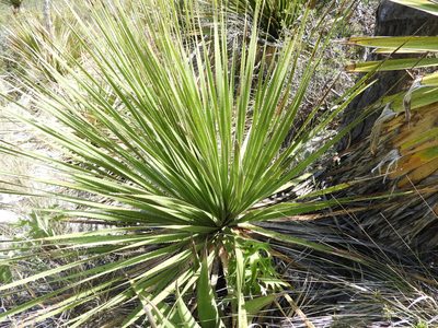Dasylirion cedrosanum, photographed by Leticia Jiménez Hernández