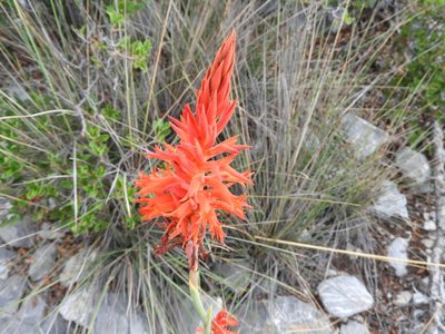 Dichromanthus cinnabarinus, photographed by Leticia Jiménez Hernández