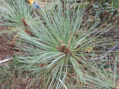 Pinus arizonica, photographed by Leticia Jiménez Hernández