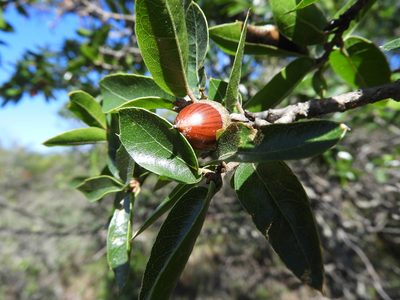 Quercus saltillensis, photographed by Leticia Jiménez Hernández