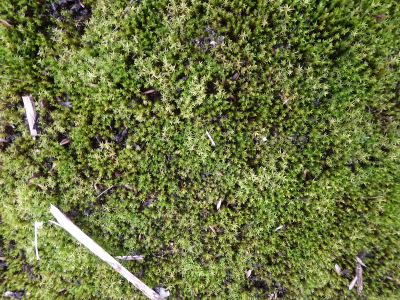Vinealobryum nicholsonii, photographed by Susan Marley