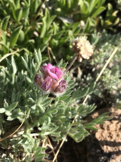 Astragalus austiniae, photographed by Matt Berger