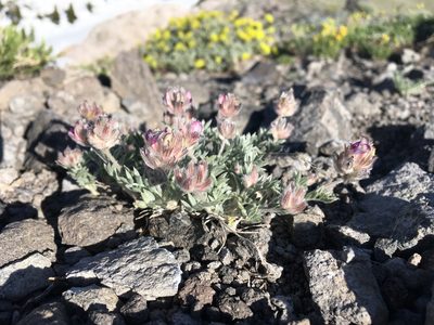 Astragalus austiniae, photographed by Matt Berger