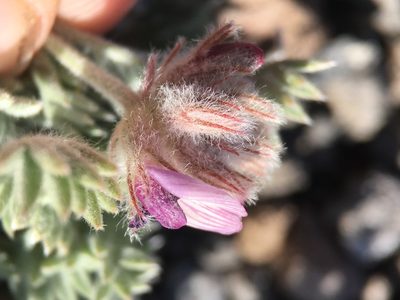 Astragalus austiniae, photographed by Matt Berger